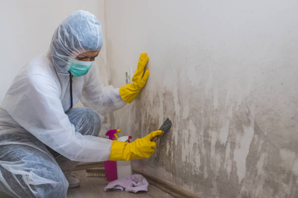 Best Mold Damage Repair  in Sylvester, GA