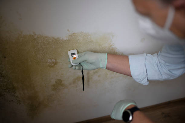 Best Mold Remediation Experts  in Sylvester, GA