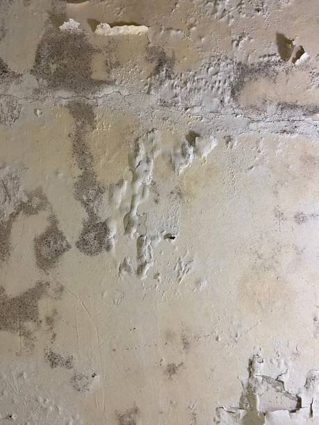 Best Mold Testing  in Sylvester, GA